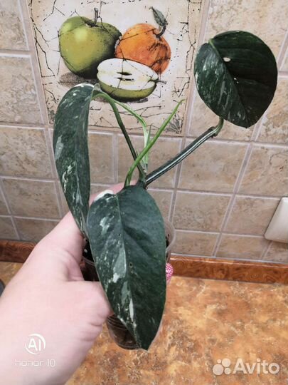 Эпипремнум. Сциндапсус