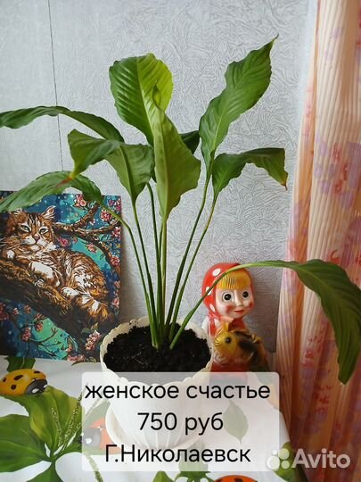 Комнатные цветы