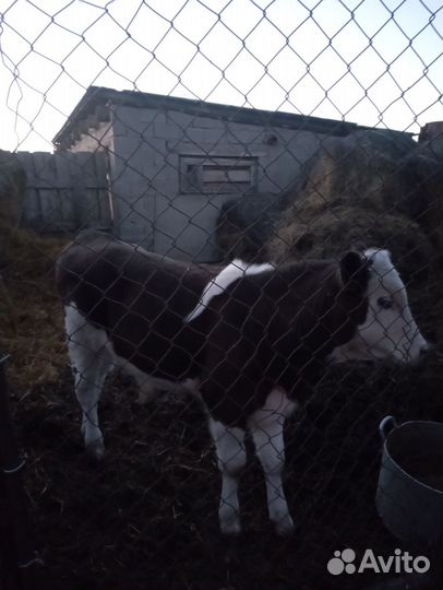 Коровы и бычок