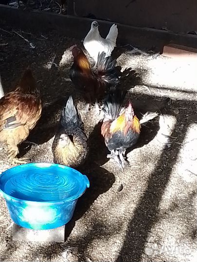 Петух бентанки