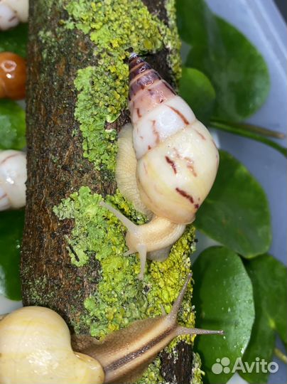 Улитки разные