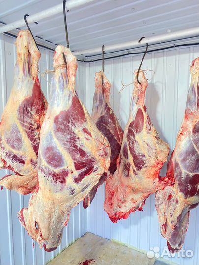 Мясо Телятина, домашнее, забой 5 октября