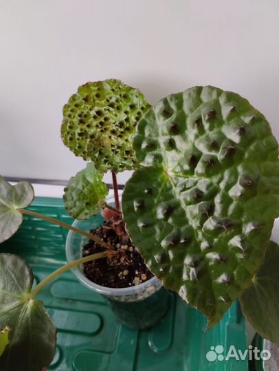 Бегония меланобулата