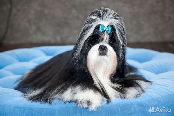 Ши-тцу вязка