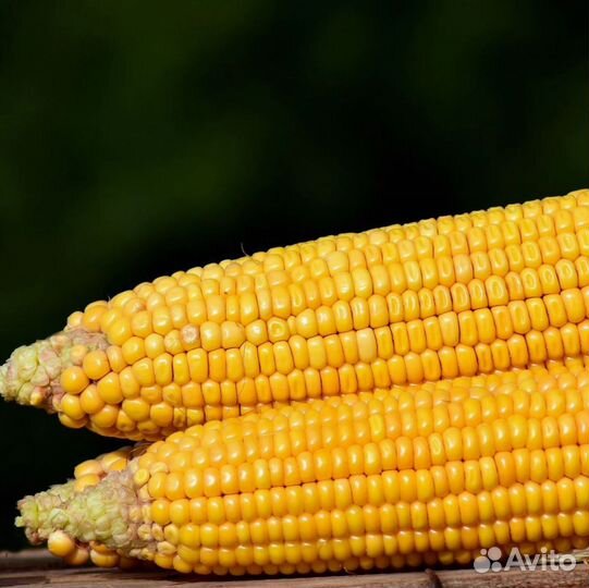 Гибриды кукурузы Пионер П7515