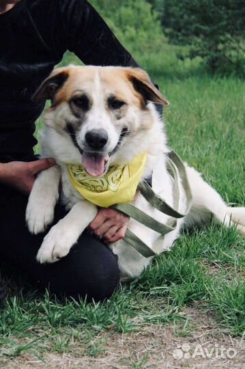 Невероятная Скарлетт живёт в приюте