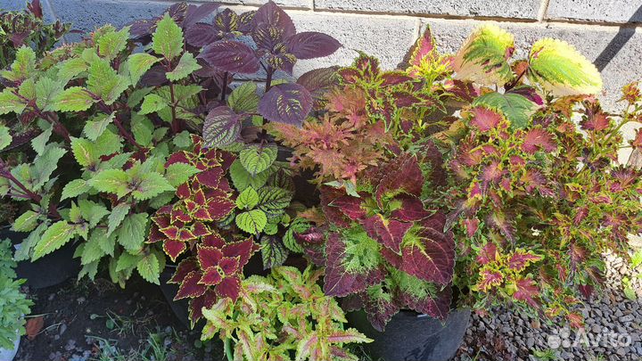 Колеусы вегетативные