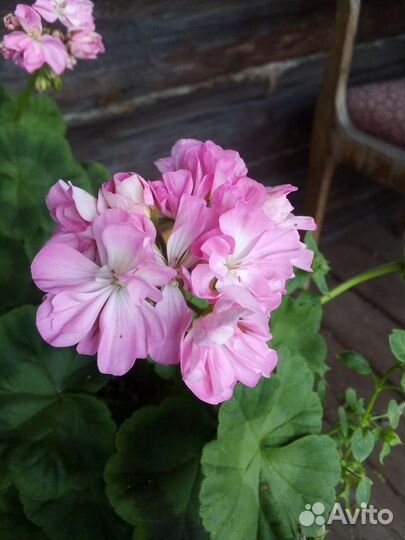 Пеларгония герань