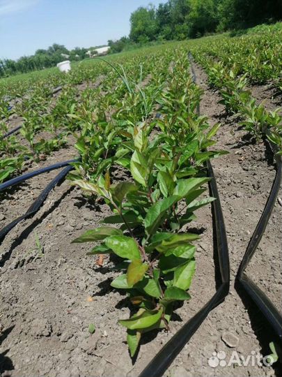 Антипка, алыча, жердела,груша