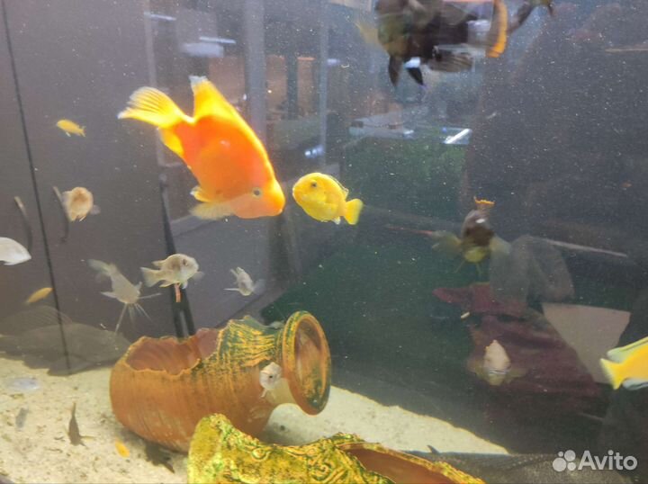Аквариумные рыбки и растения в магазине