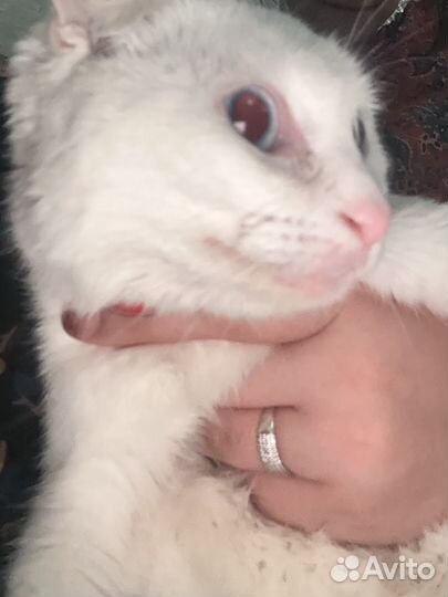 Кошки породистые бесплатно