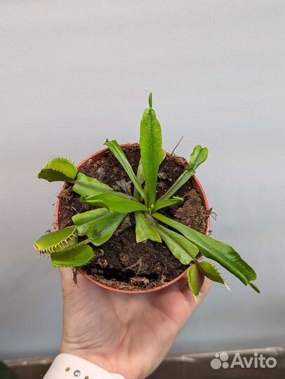 Хищное растение Венерина Мухоловка