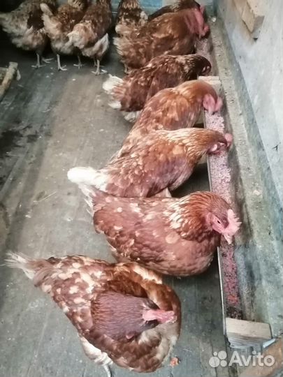 Куры несушки