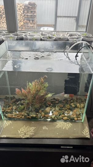 Золотая рыбка с аквариумом