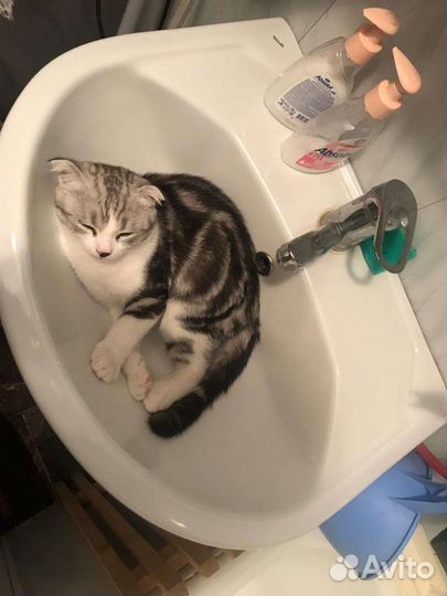 Шотландский кот вязка