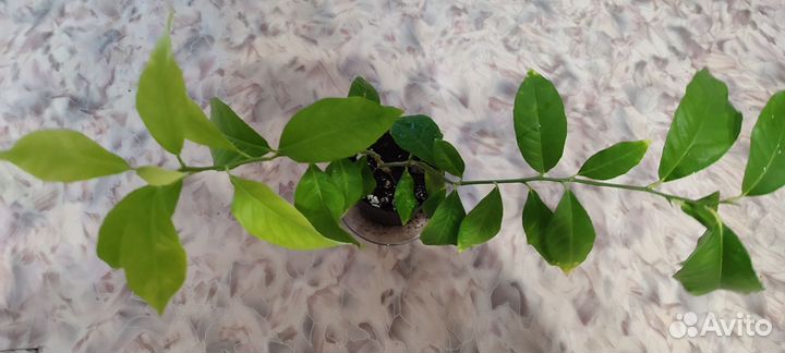 Лимон плодоносящий