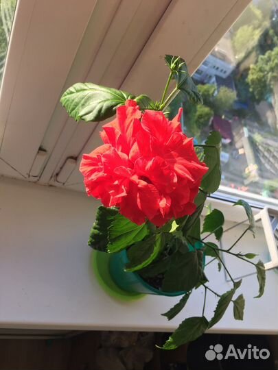 Гибискус китайская роза