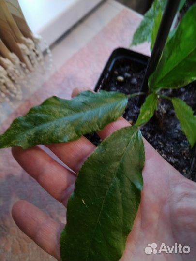 Комнатные цветы