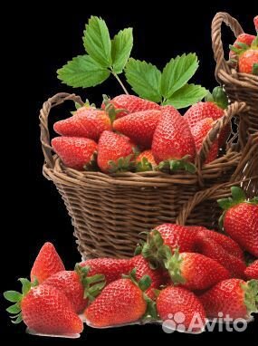 Клубника, рассада