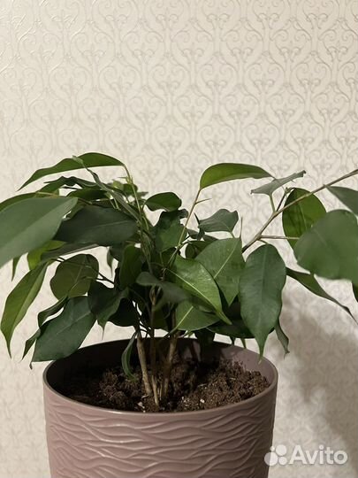 Фикус бенджамина