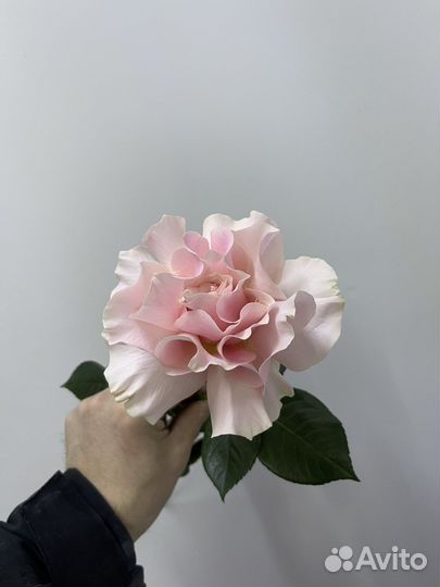 Чувашская роза