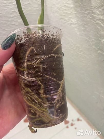 Монстера Adansonii Indo Mint