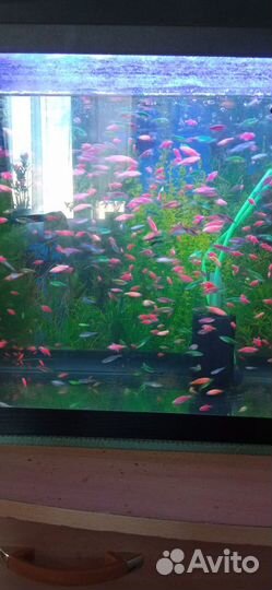 Тернеция glofish, Данио