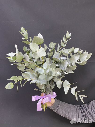 Эвкалипт оптом, букеты из эвкалипта