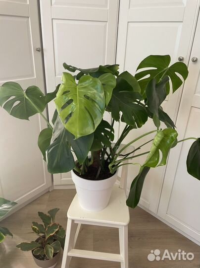 Монстера -взрослый пышный куст