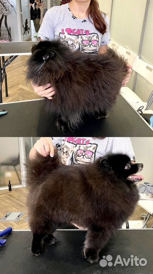 Груминг собак