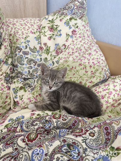 Котенок мальчик