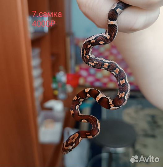 Маисовый полоз okeetee phase het Amel