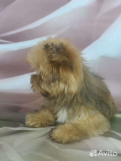 Русская салонная собака девочка