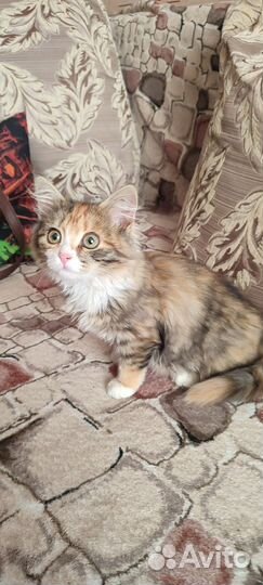 Котенок девочка в дар