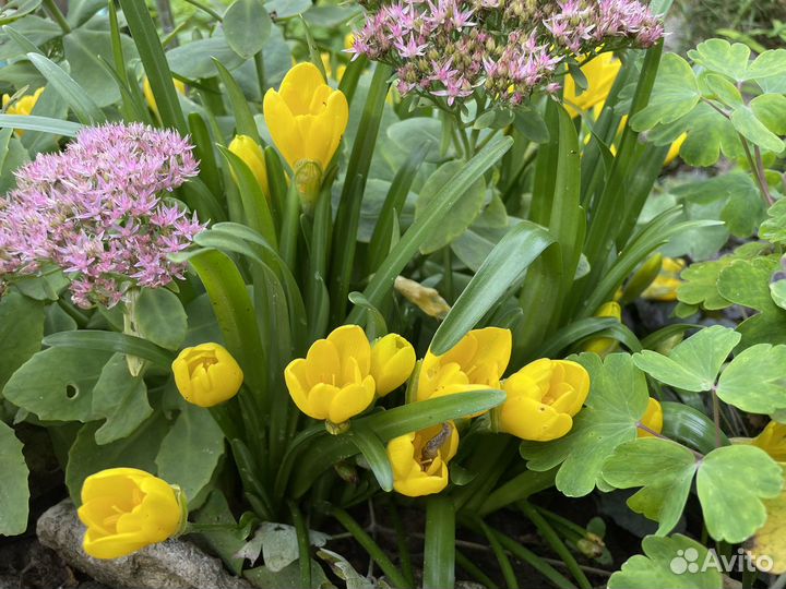 Штернбергия