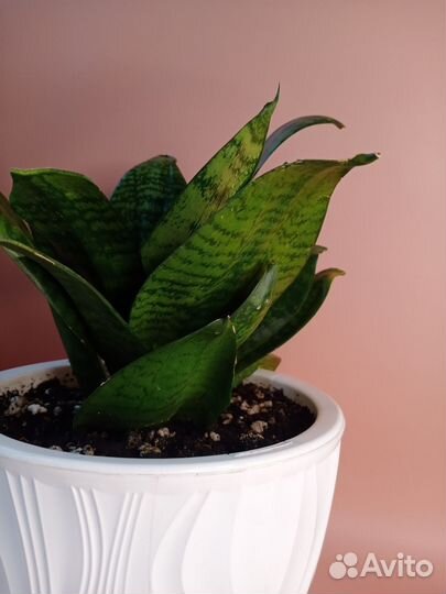 Сансевиерия