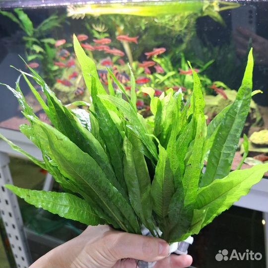 Растения для аквариума десятки видов в наличии