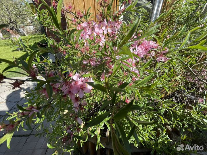 Саженцы миндаля (декоративного, не ореха)