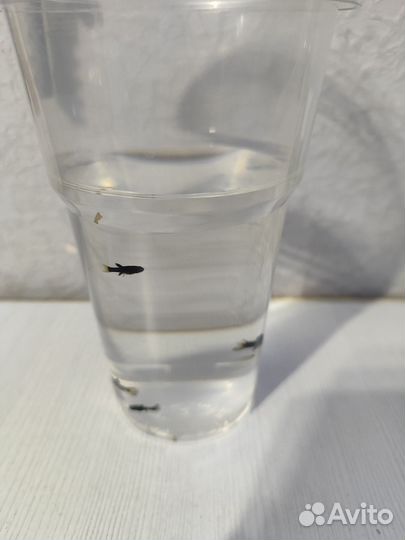 Мольки моллинезии