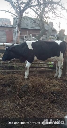 Продаются молодые стельные тёлочки