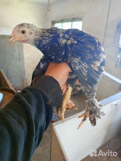 Цыплята несушки подрощенные