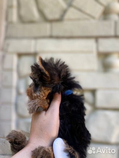 Йоркширский терьер