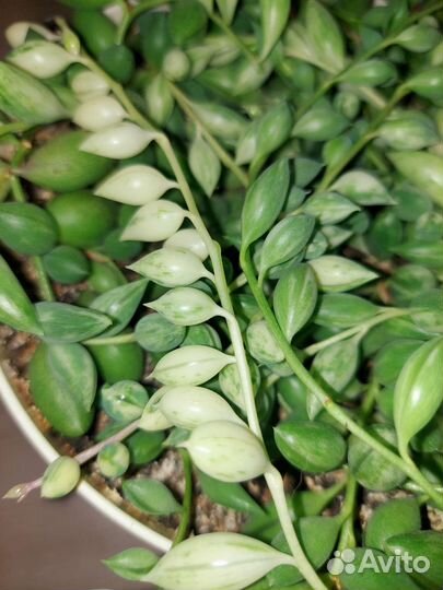 Крестовник (Сенецио) Геррейна вар. комнатные раст