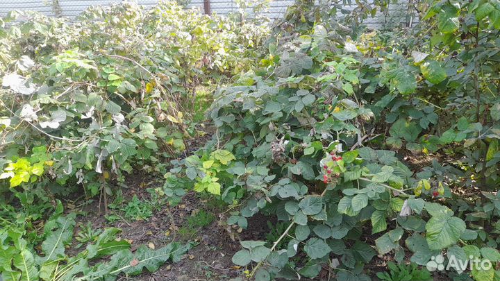 Рассада малины