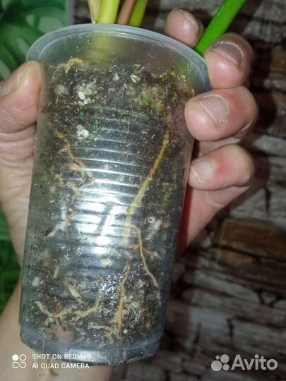 Филодендрон золотой крокодил, сциндапсус Треби