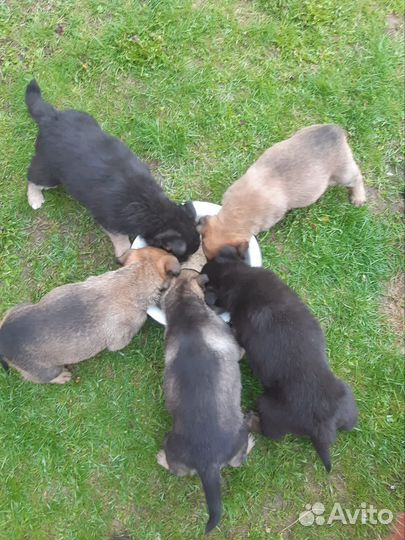 Щенки метисы овчарки