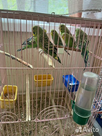 Волнистый попугай