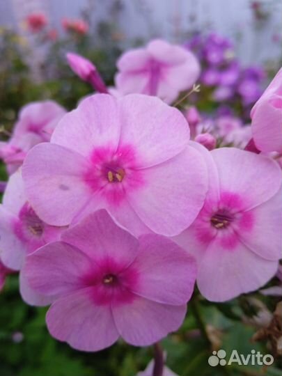 Цветы многолетники