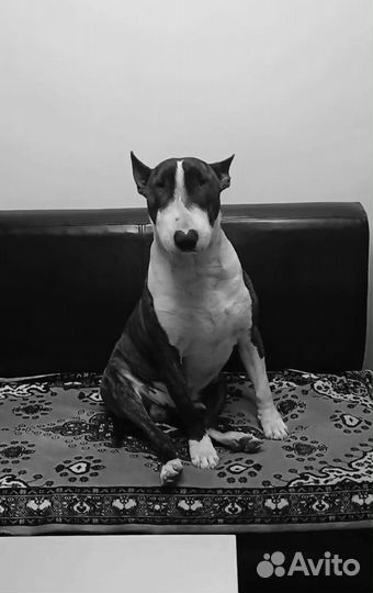 Бультерьер вязка