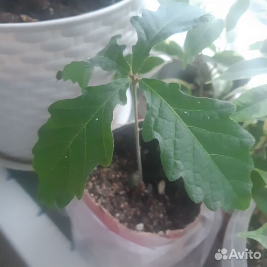 Дуб саженец